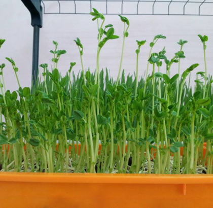 Hạt giống Rau mầm thảo dược Methi