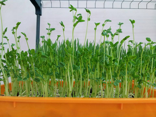 Hạt giống Rau mầm thảo dược Methi