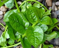 Hạt giống Rau mồng tơi xanh