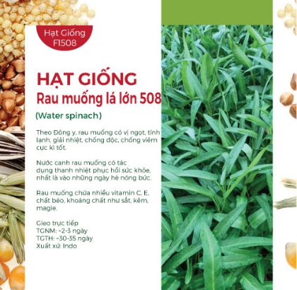 Hạt giống Rau muống lá lớn 508 - Gói 1Kg