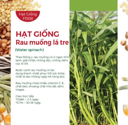 Hạt giống Rau muống lá tre 100gr