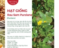 Hạt giống Rau Sam Purslane