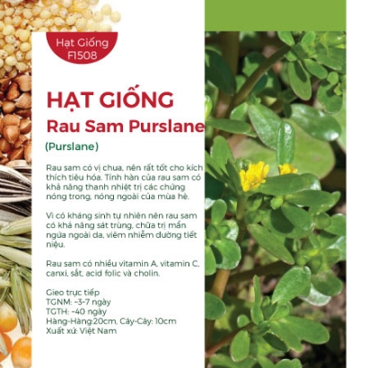 Hạt giống Rau Sam Purslane