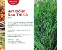 Hạt giống rau Thì Là