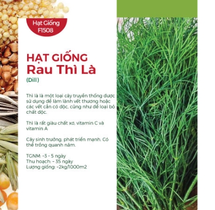 Hạt giống rau Thì Là