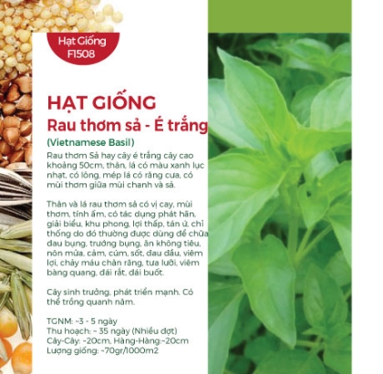 Hạt giống Rau thơm sả - É trắng