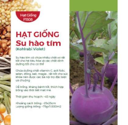 Hạt giống Su hào tím 332AQ