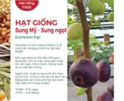 Hạt giống Sung Mỹ - Sung ngọt