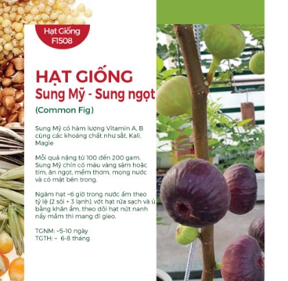 Hạt giống Sung Mỹ - Sung ngọt