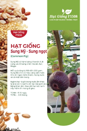 Hạt giống Sung Mỹ - Sung ngọt