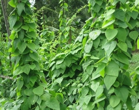 Hạt giống Sương Sâm Lông