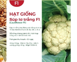 Hạt giống Súp lơ trắng F1