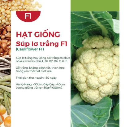 Hạt giống Súp lơ trắng F1