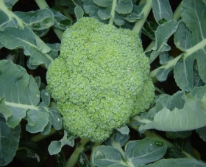 Hạt giống Súp lơ xanh F1 578AQ - Bông cải xanh Broccoli