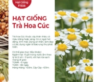 Hạt giống Trà hoa cúc