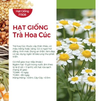 Hạt giống Trà hoa cúc