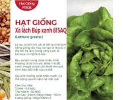 Hạt giống Xà lách Búp xanh 815AQ