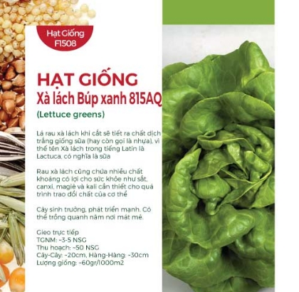 Hạt giống Xà lách Búp xanh 815AQ