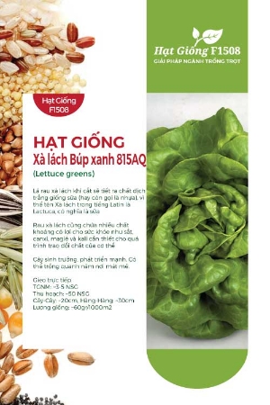 Hạt giống Xà lách Búp xanh 815AQ
