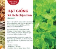 Hạt giống Xà lách chịu mưa