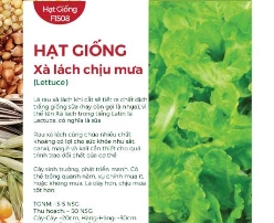 Hạt giống Xà lách chịu mưa