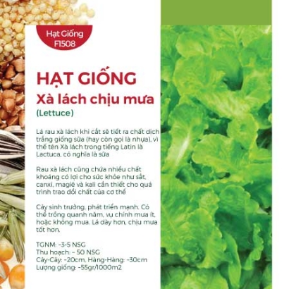 Hạt giống Xà lách chịu mưa