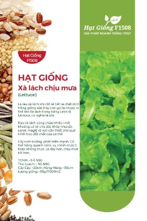Hạt giống Xà lách chịu mưa