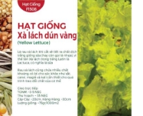 Hạt giống Xà lách dún vàng