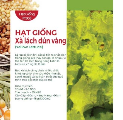 Hạt giống Xà lách dún vàng