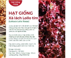 Hạt giống Xà lách Lollo tím 811AQ