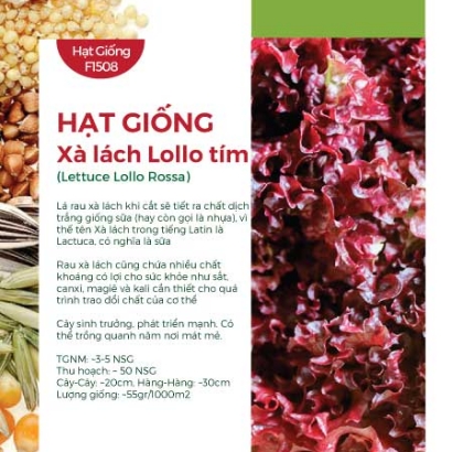 Hạt giống Xà lách Lollo tím 811AQ