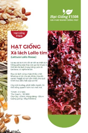 Hạt giống Xà lách Lollo tím 811AQ