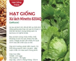 Hạt giống Xà lách Minetto 820AQ