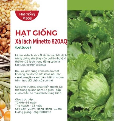 Hạt giống Xà lách Minetto 820AQ