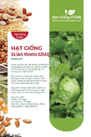 Hạt giống Xà lách Minetto 820AQ