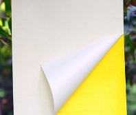 Miếng dán bẫy côn trùng 25x20cm