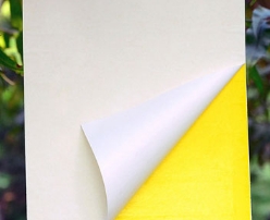Miếng dán bẫy côn trùng 25x20cm