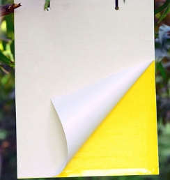 Miếng dán bẫy côn trùng 25x20cm