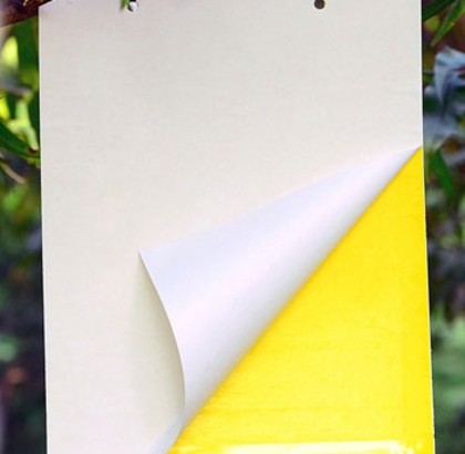 Miếng dán bẫy côn trùng 25x20cm