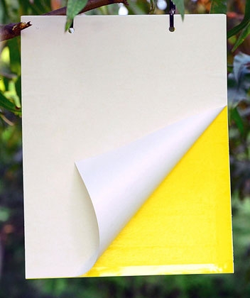 Miếng dán bẫy côn trùng 25x20cm