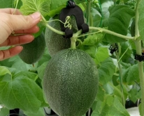 Móc treo dưa lưới nhựa không dây