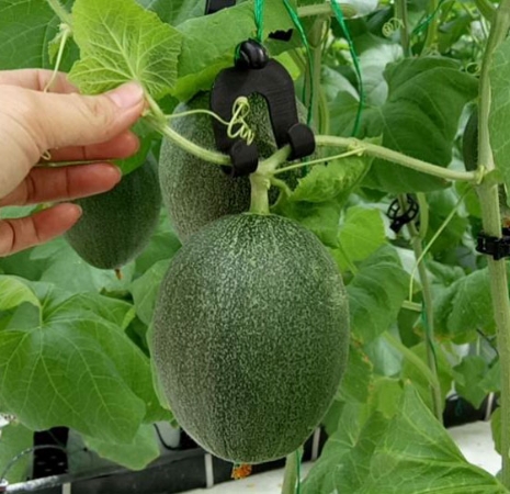 Móc treo dưa lưới nhựa không dây