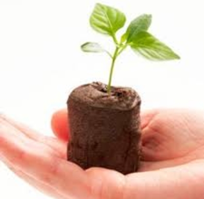 Viên nén xơ dừa