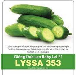Hạt giống Dưa leo baby lai F1 Lyssa 353