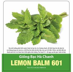 Hạt giống Bạc hà chanh LEMON BALM - Gói 100gr