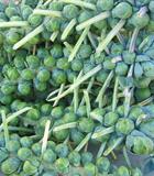 Hạt giống Bắp cải mini xanh Brussels 2gr