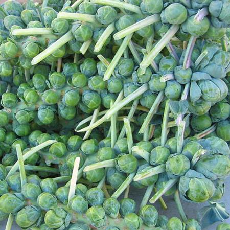 Hạt giống Bắp cải mini xanh Brussels 2gr