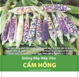 Hạt giống Bắp nếp dẻo Cẩm hồng - Gói 10gr