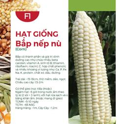 Hạt giống Bắp nếp nù Rado 535 - Gói 50gr