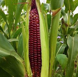 Hạt giống Bắp Nữ Hoàng đỏ - Bắp nếp tím 50 Hạt